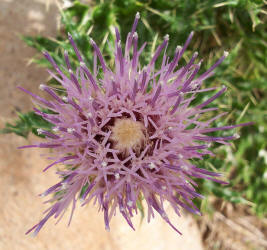 Wavyleaf Thistle, Cirsium undulatum (5)