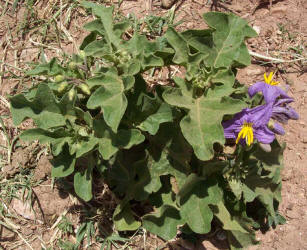 Western Horse-nettle, Solanum dimidiatum, A (1)