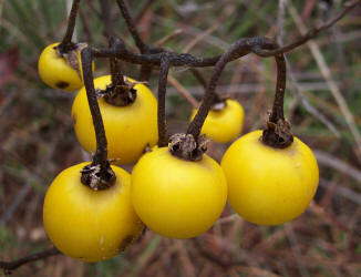 Western Horse-nettle, Solanum dimidiatum, A (5)