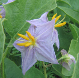 Western Horse-nettle, Solanum dimidiatum, B (1)