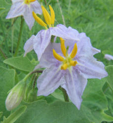 Western Horse-nettle, Solanum dimidiatum, B (2)