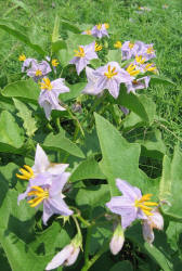 Western Horse-nettle, Solanum dimidiatum, B (3)