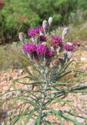 Woolly Ironweed, Vernonia lindheimeri (4)