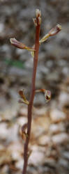 Arizona Crested Coral Root, Hexalectris spicata var. arizonica, Hill (1)