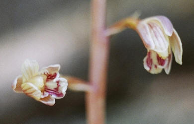 Arizona Crested Coral Root, Hexalectris spicata var. arizonica, Hill (2)