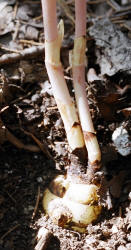 Arizona Crested Coral Root, Hexalectris spicata var. arizonica, Hill (3)