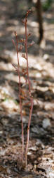 Arizona Crested Coral Root, Hexalectris spicata var. arizonica, Hill