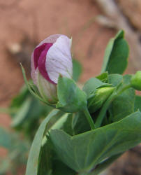 Austrian Winter Pea, Pisum sativum (2)