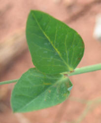 Austrian Winter Pea, Pisum sativum (5)