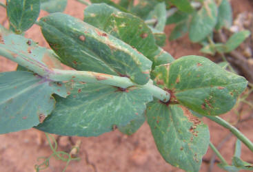 Austrian Winter Pea, Pisum sativum (6)