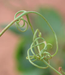 Austrian Winter Pea, Pisum sativum (8)