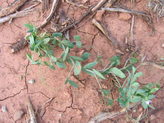 Austrian Winter Pea, Pisum sativum_