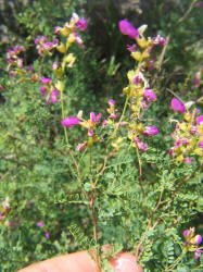 Black Dalea, Dalea frutescens, A (1)