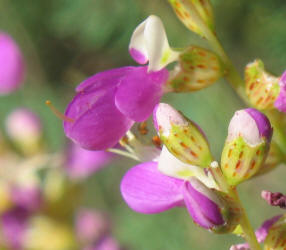 Black Dalea, Dalea frutescens, A (4)