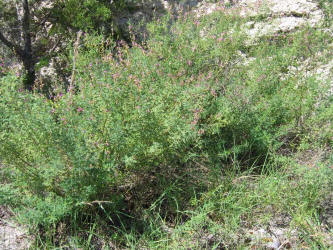 Black Dalea, Dalea frutescens, A