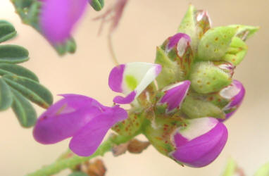 Black Dalea, Dalea frutescens, B (1)