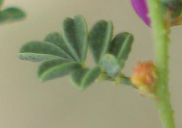 Black Dalea, Dalea frutescens, B (3)