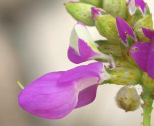 Black Dalea, Dalea frutescens, B