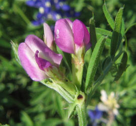 Common Vetch, Vicia sativa (1)