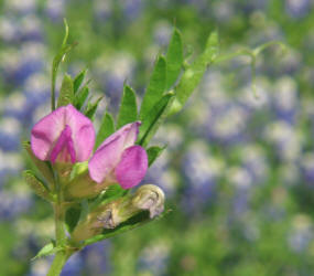 Common Vetch, Vicia sativa (2)