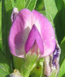 Common Vetch, Vicia sativa