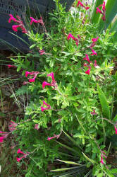 Coral Sage, Salvia greggii (1)