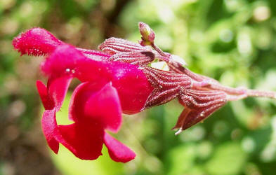 Coral Sage, Salvia greggii (2)