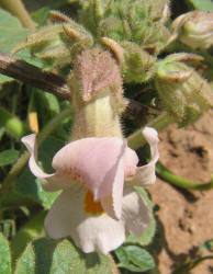 Devil's-claw, Proboscidea louisianica (4)