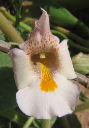 Devil's-claw, Proboscidea louisianica (6)