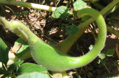 Devil's-claw, Proboscidea louisianica (8)