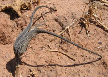 Devil's-claw, Proboscidea louisianica (9)