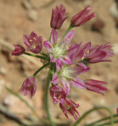 Drummond Wild Onion, Allium drummondii, P (1)