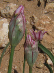 Drummond Wild Onion, Allium drummondii, P (2)