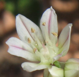 Drummond Wild Onion, Allium drummondii, W (2)