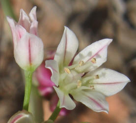 Drummond Wild Onion, Allium drummondii, W (3)