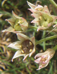 Drummond Wild Onion, Allium drummondii, W (4)