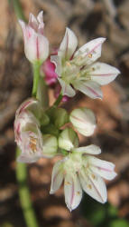 Drummond Wild Onion, Allium drummondii, W