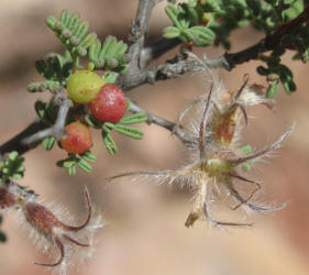 Feather Dalea, Dalea formosa (12)