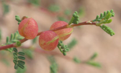 Feather Dalea, Dalea formosa (13)