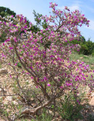 Feather Dalea, Dalea formosa (3)