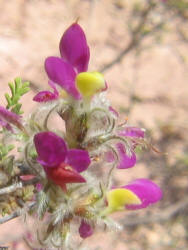 Feather Dalea, Dalea formosa (5)