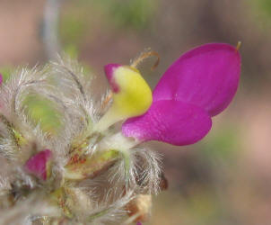 Feather Dalea, Dalea formosa (6)