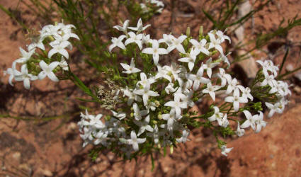 Fine-leaf_Bluets_Hedyotis_nigricans_B (1)