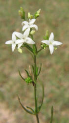 Fine-leaf_Bluets_Hedyotis_nigricans_B (3)