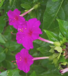 Four-o'clock, Mirabilis jalapa (1)