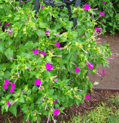 Four-o'clock, Mirabilis jalapa