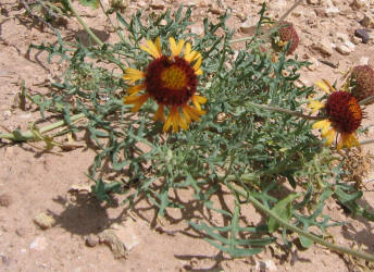 Fragrant Gaillardia, Gaillardia suavis (13)