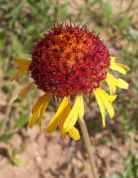 Fragrant Gaillardia, Gaillardia suavis (2)