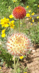 Fragrant Gaillardia, Gaillardia suavis (3)