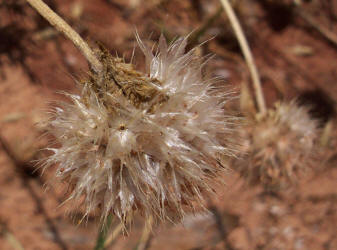 Fragrant Gaillardia, Gaillardia suavis (4)